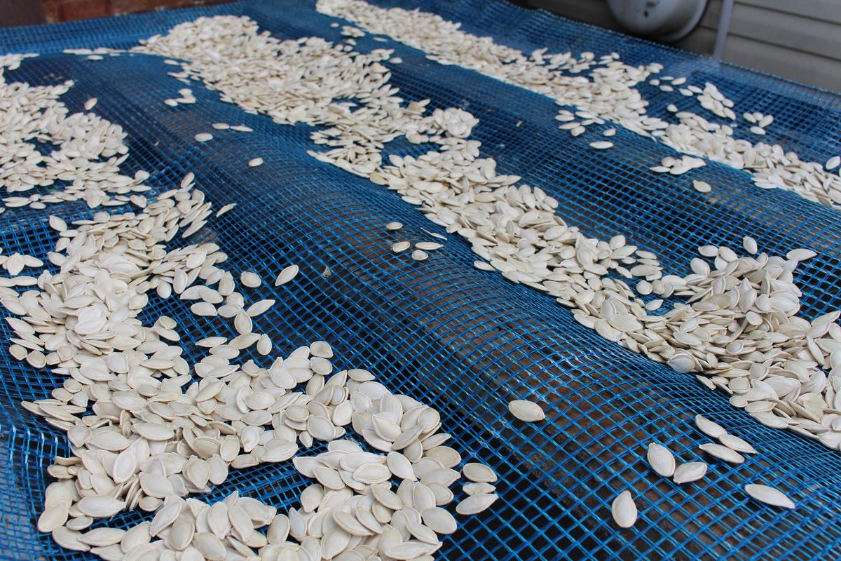 Premium pumpkin seeds